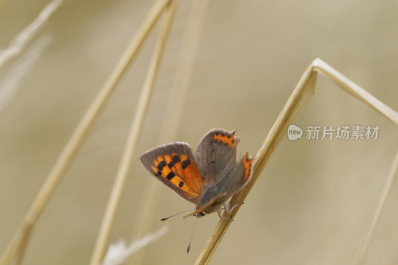 小铜蝶(Lycaena phlaeas)